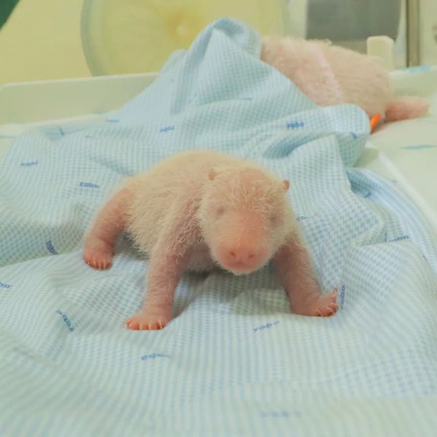 Endonezya'nın İlk Yerel Doğumlu Dev Panda Yavrusunun Fotoğrafları Yayınlandı