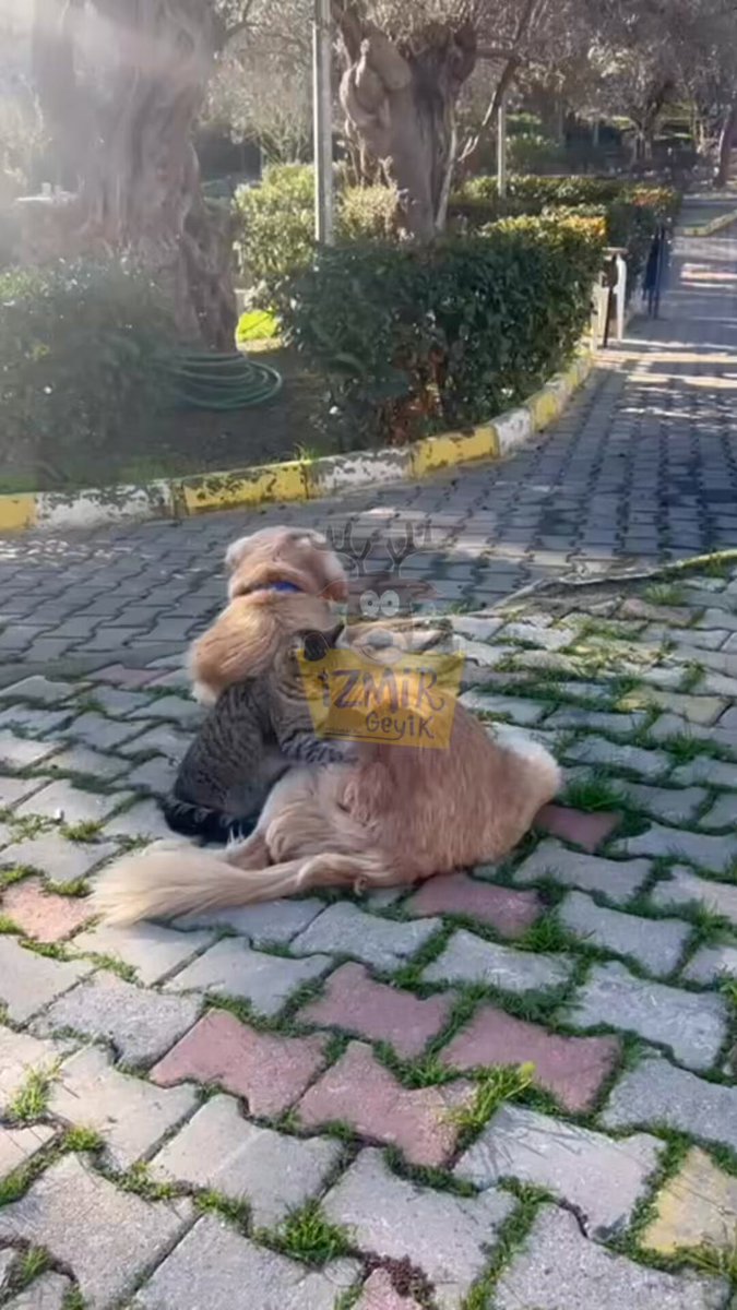 İzmir'de Kedi, Köpeğe Masaj Yaptığı Anlar Kameralara Yansıdı