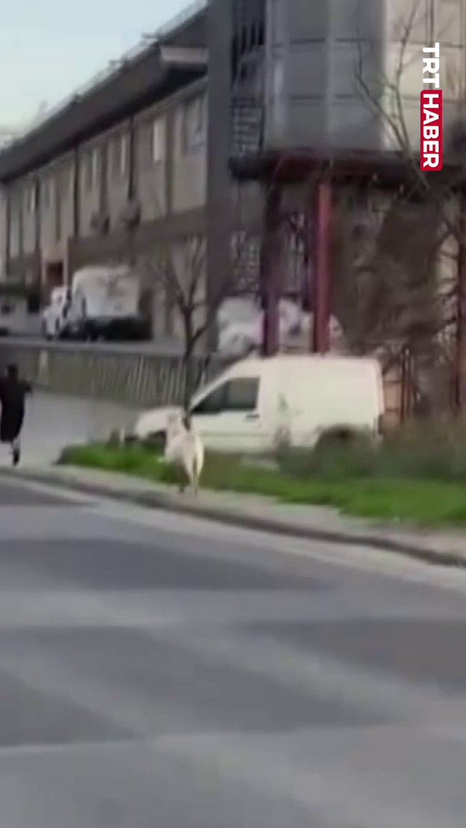 İstanbul'da Başıboş Keçi, Öğrencileri Kovaladı