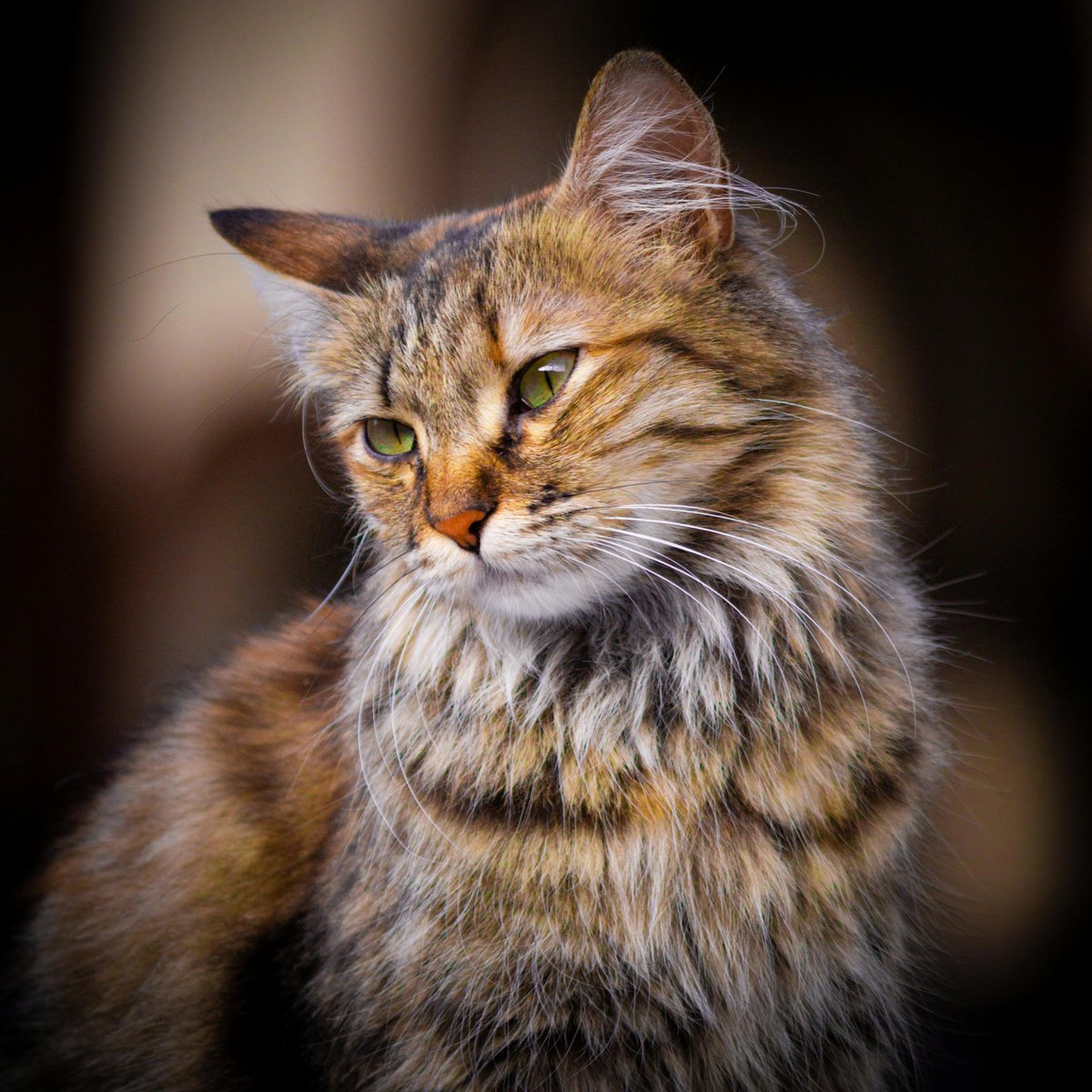 Yeni Zelanda, Ekosistemi Koruma Planı Kapsamında 2050'ye Kadar 2.5 Milyon Vahşi Kediyi Hedefliyor