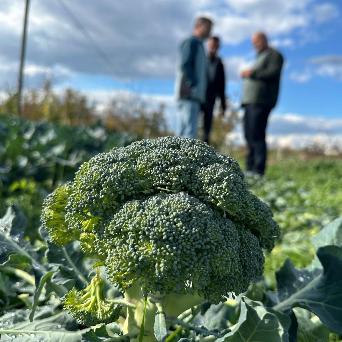 İznik'te Brokoli Fiyatlarındaki Fahiş Artış Çiftçiyi İsyana Sevk Etti: Tarlada 5 Lira, Tezgahta 70 Lira
