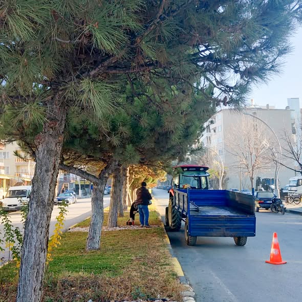 Sandıklı'da İstasyon Caddesi ve Yunus Emre Bulvarı'nda Budama Çalışmaları Başladı