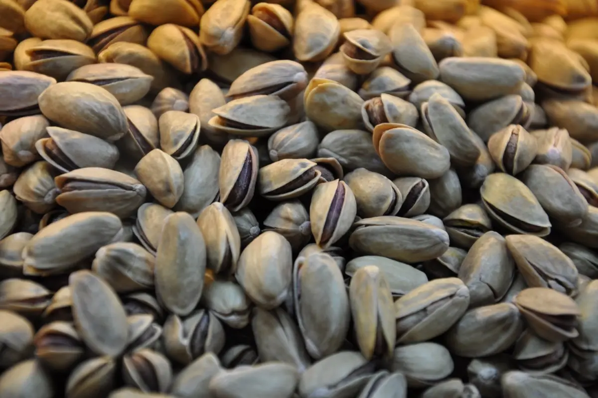 Antep Fıstığı Depolamasında Devrim: Ürün Seneti Zorunluluğu Başlıyor