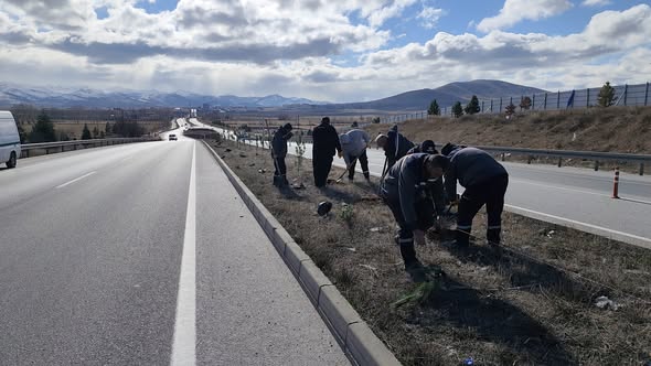 Emirdağ Belediyesi Personeli, Soğuk Bir Pazar Gününde Yüzlerce Fidanı Toprakla Buluşturdu