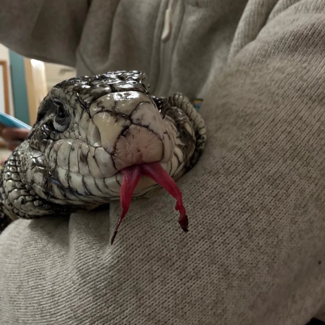 ABD'de Karın İçinde Donmuş Dev Kertenkele Bulundu!