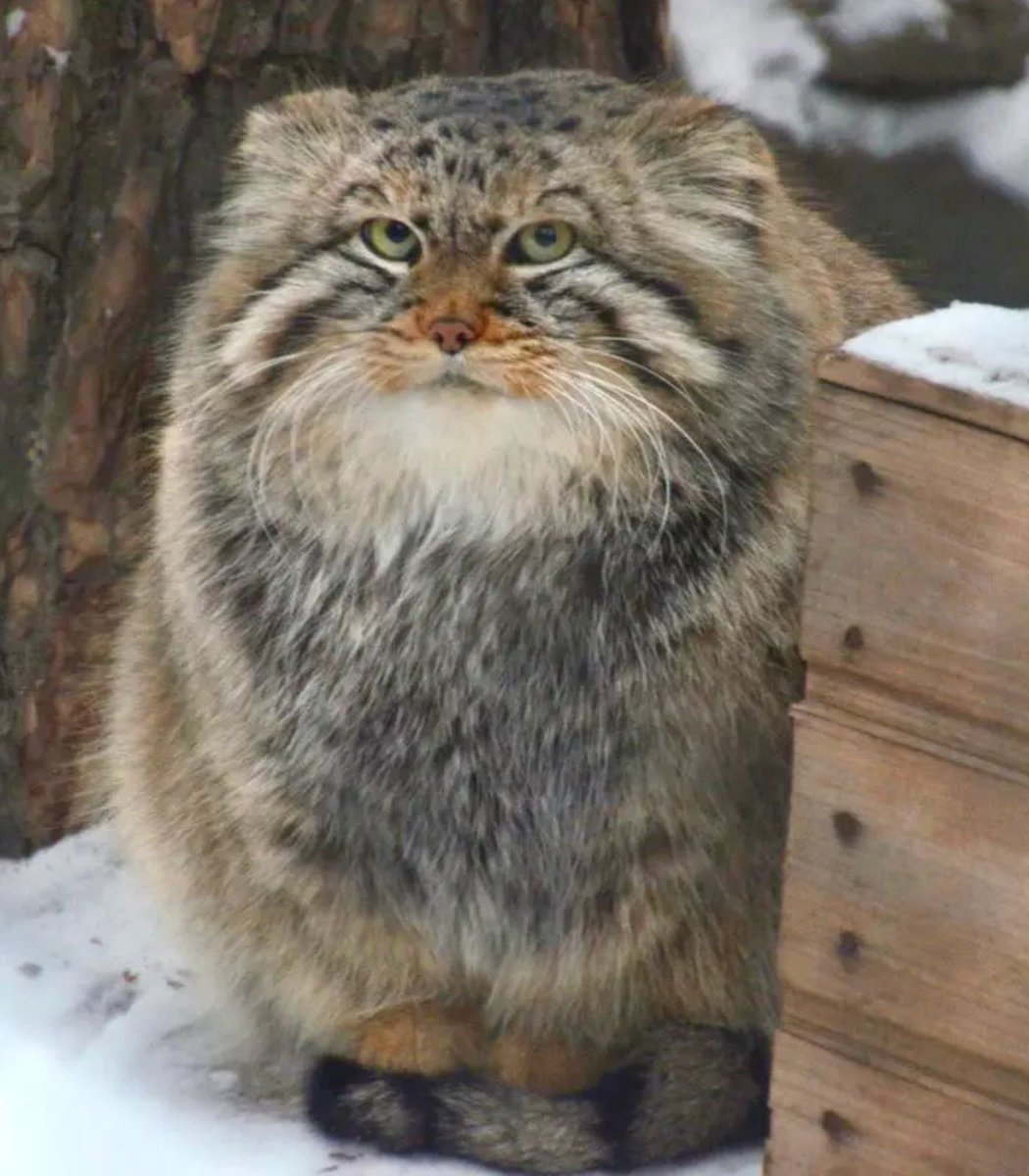 Zelenogorsk Adlı Sevimli Kedi 13 Yaşında Hayatını Kaybetti