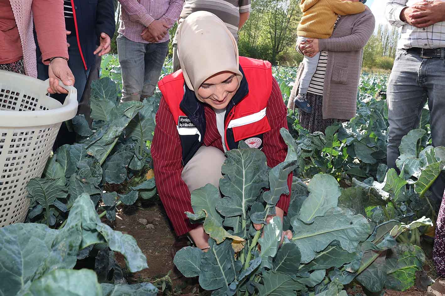 Vali Kübra Güran Yiğitbaşı, Taşoluk'ta Brokoli Hasadına Katıldı