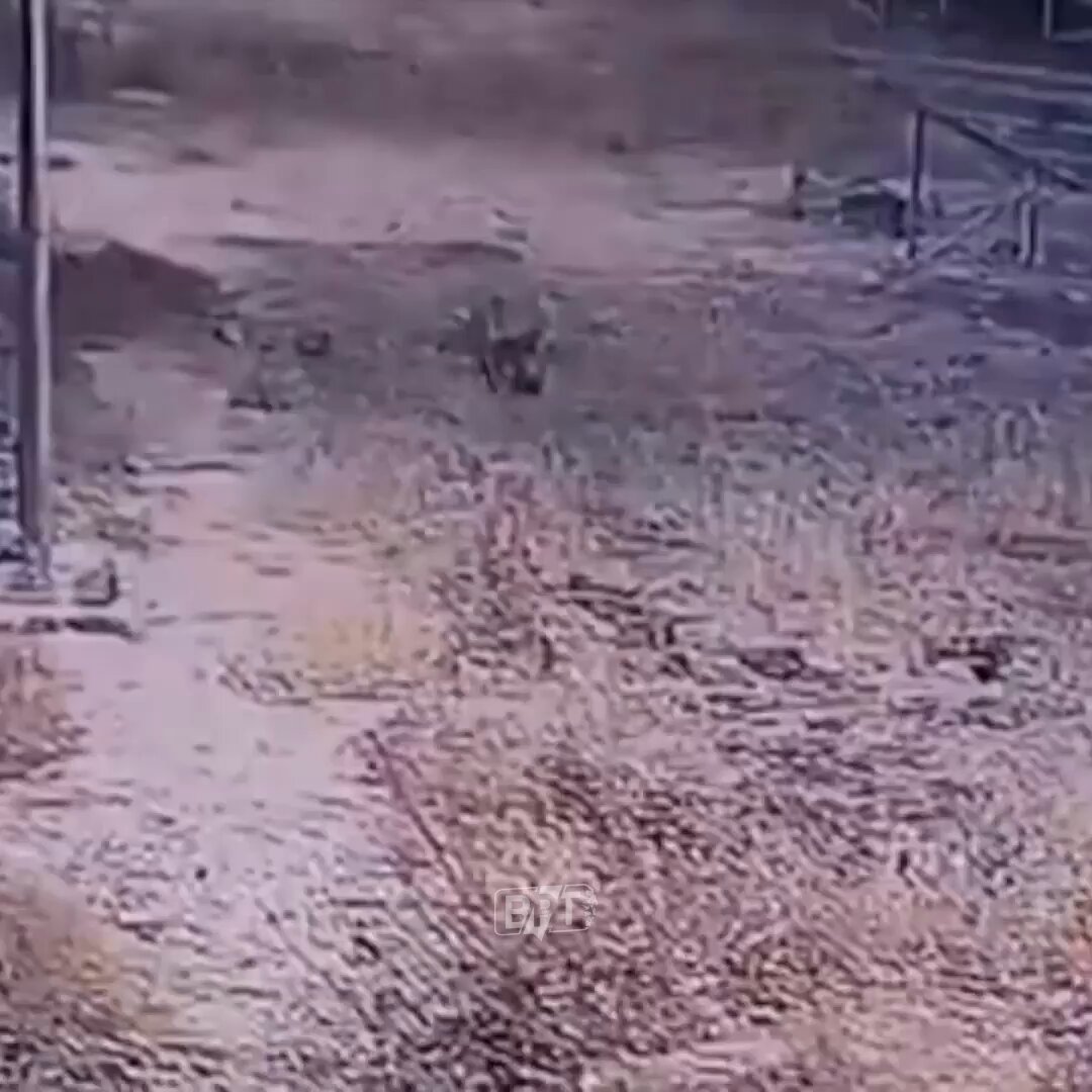 Şanlıurfa'da Nesli Tehlike Altındaki Çizgili Sırtlan Görüldü