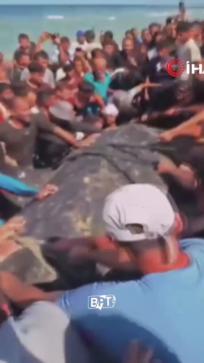 Gazze Sahillerinde Devasa Bir Balık Karaya Vurdu