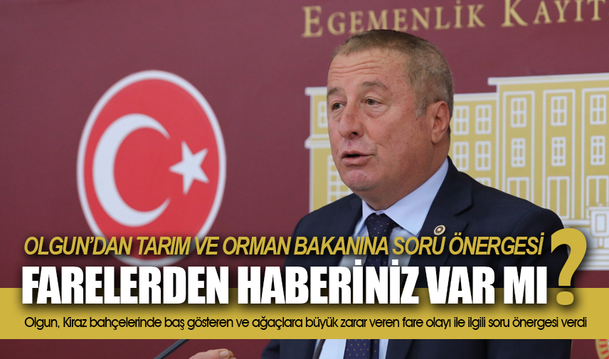 Olgun: Kiraza dadanan farelerden haberiniz var mı?