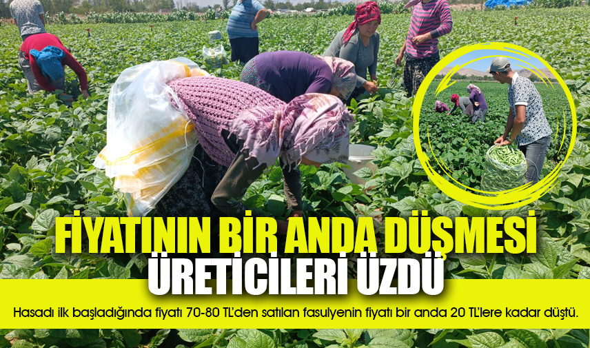 Fasulyenin satış fiyatının bir anda düşmesi üreticileri üzdü