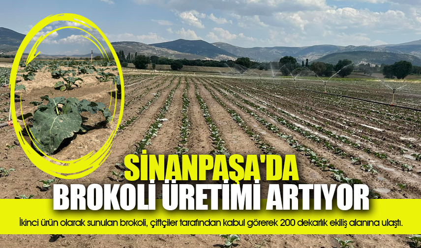 Sinanpaşa'da brokoli üretimi artıyor