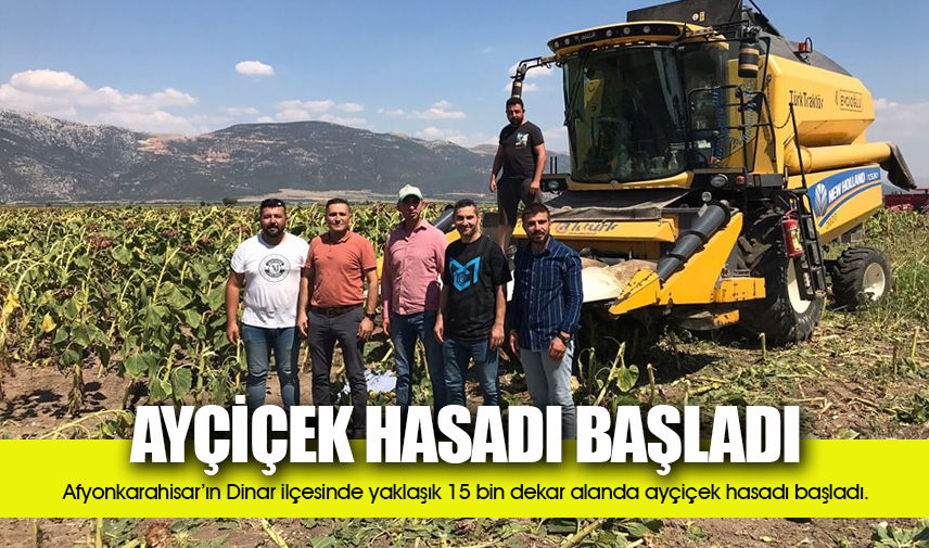 Dinar’da ayçiçek hasadı başladı