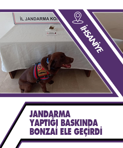 Jandarma yaptığı baskında bonzai ele geçirdi